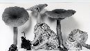 Lactarius subviscidus image