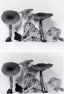 Lactarius subviscidus image