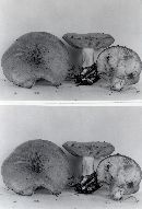 Lactarius montanus image