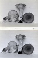 Lactarius vietus image