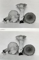 Lactarius vietus image