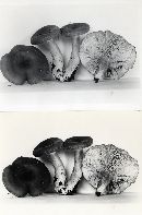 Lactarius vietus image