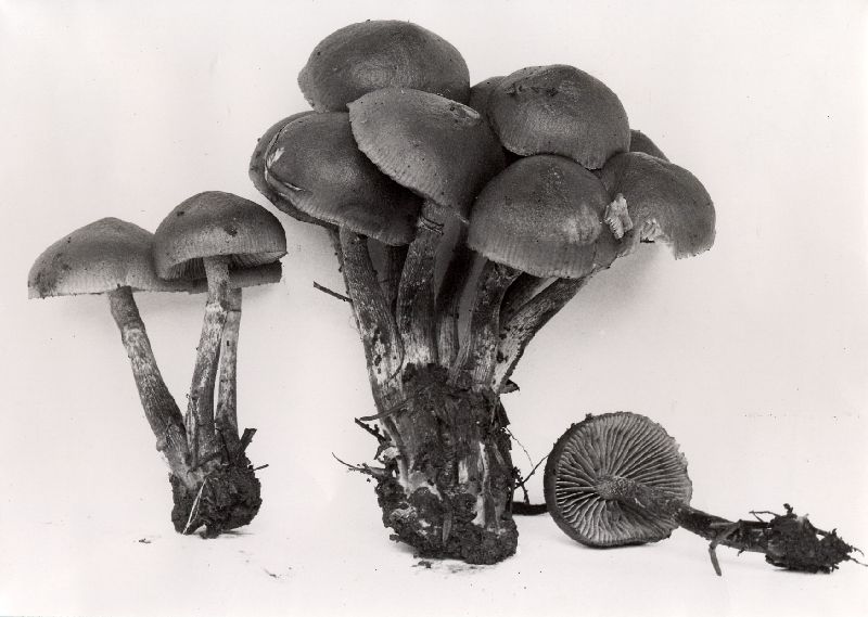 Galerina autumnalis var. autumnalis image