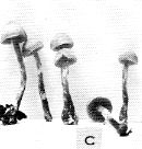 Galerina badipes image