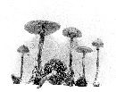 Galerina triscopa f. longicystis image