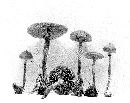 Galerina triscopa image