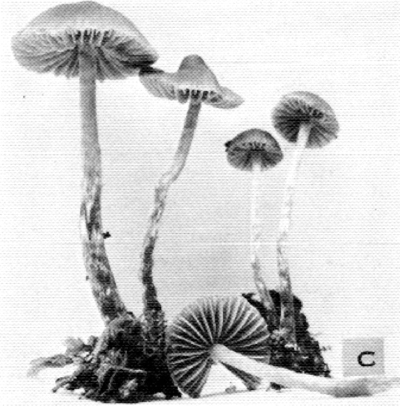 Galerina odora image