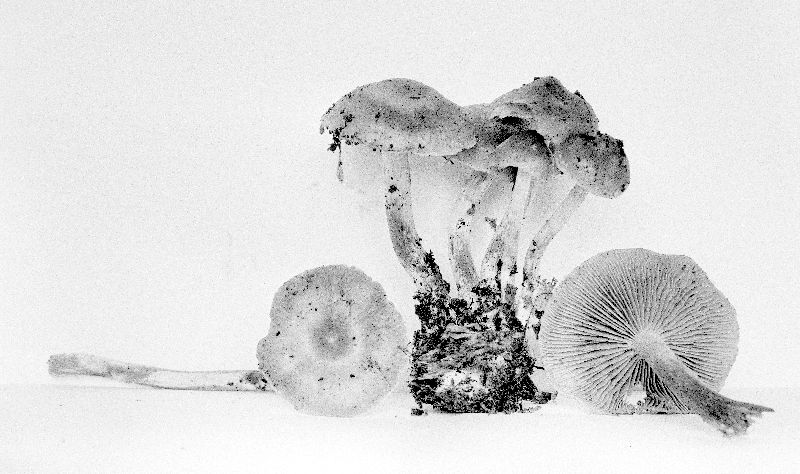 Galerina stylifera var. stylifera image