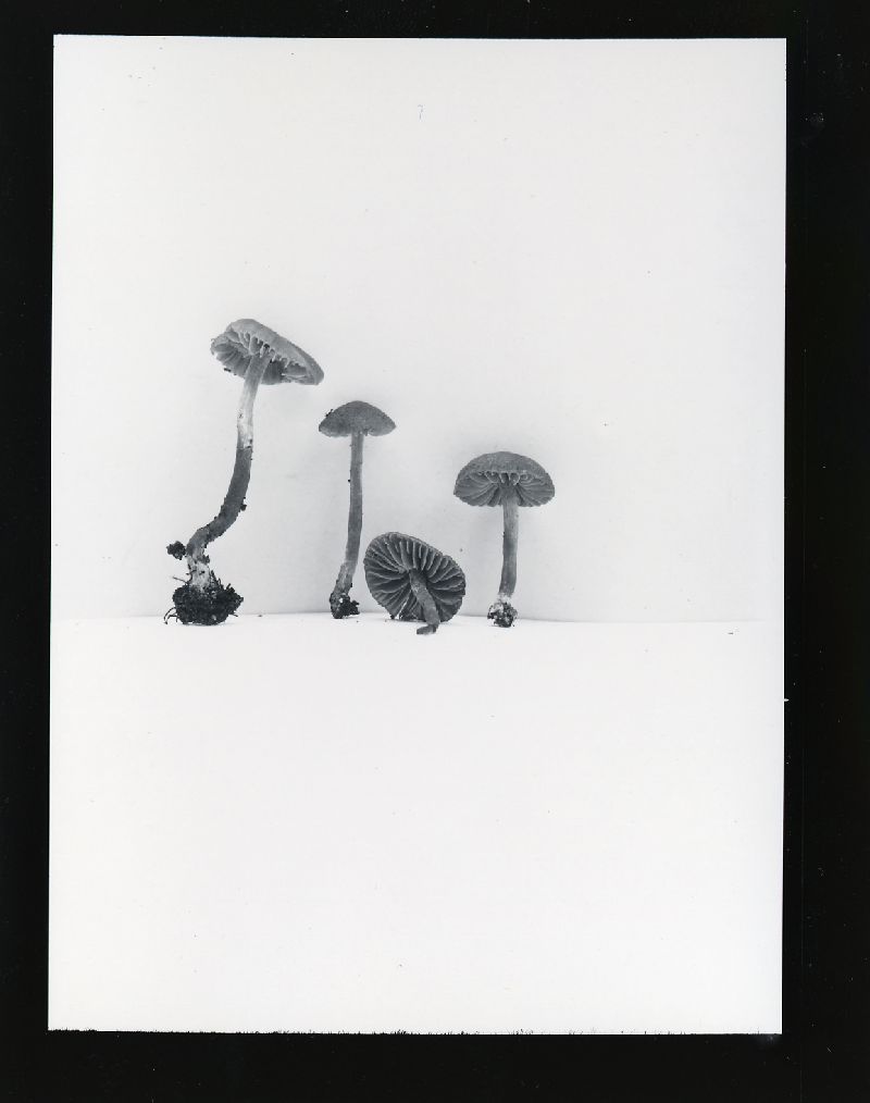 Galerina tundrae image