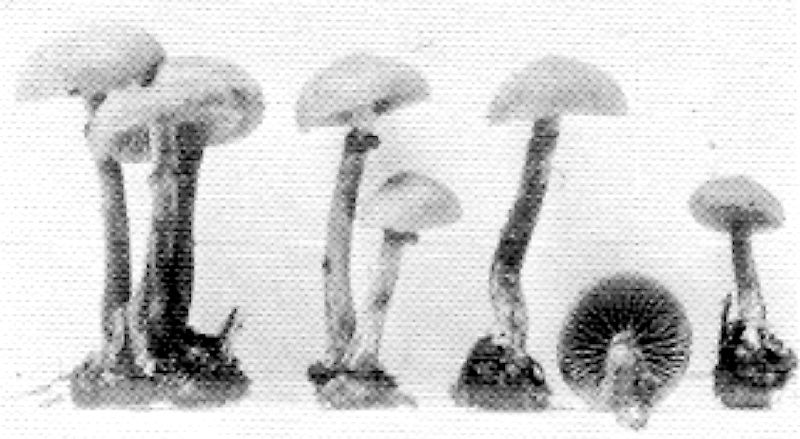 Galerina vialis image