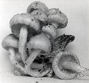 Pholiota abietis image