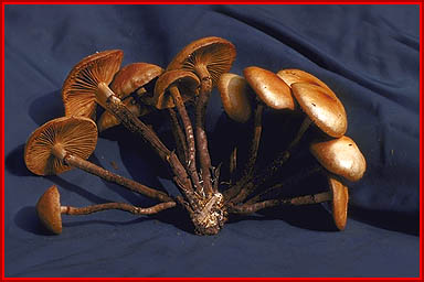 Pholiota angustipes image