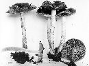 Pholiota brunnescens image