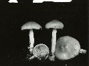Pholiota decorata image
