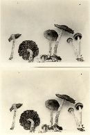 Pholiota decorata image