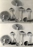 Pholiota decorata image