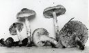 Pholiota decorata image