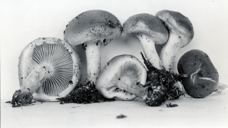 Pholiota ferruginea image