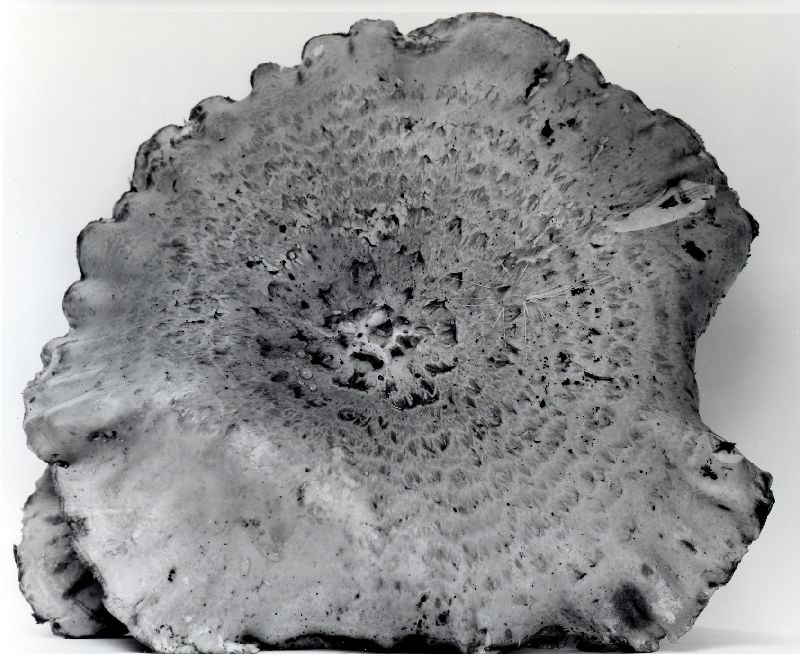 Pholiota filamentosa image