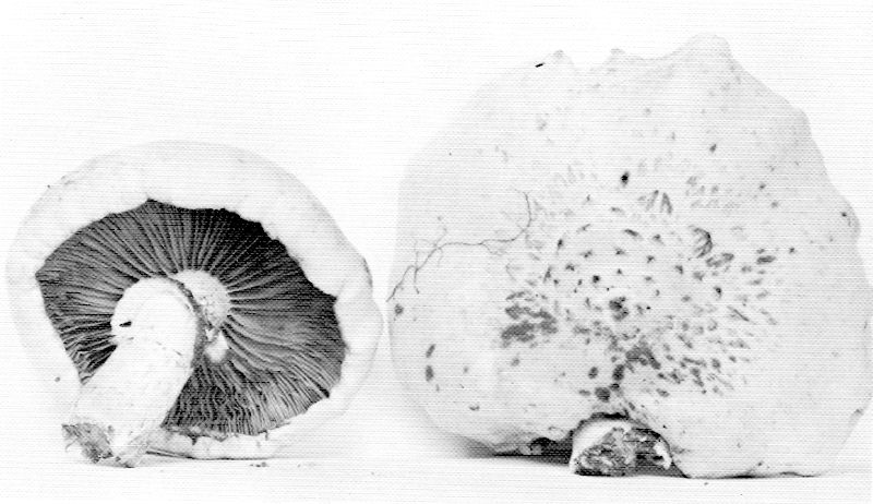 Pholiota filamentosa image