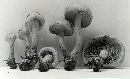 Pholiota flammans image