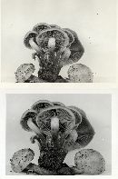 Pholiota flavida image