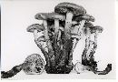 Pholiota alnicola var. alnicola image