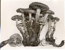 Pholiota alnicola image