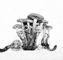 Pholiota alnicola image