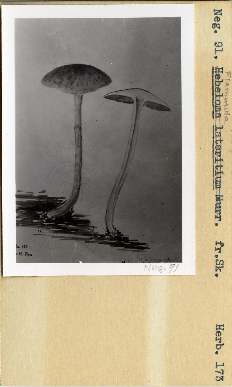 Pholiota foedata image