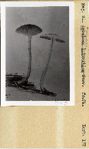 Pholiota foedata image