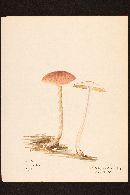 Pholiota foedata image