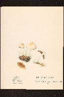Pholiota johnsoniana image