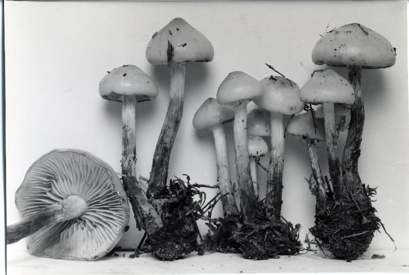 Pholiota malicola var. macropoda image