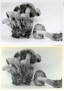 Pholiota malicola var. macropoda image