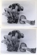 Pholiota malicola var. macropoda image