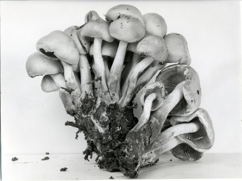 Pholiota malicola var. macropoda image