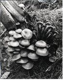 Kuehneromyces mutabilis image