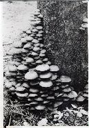 Kuehneromyces mutabilis image