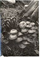 Kuehneromyces mutabilis image