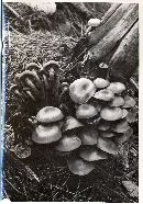 Kuehneromyces mutabilis image