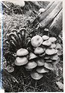 Kuehneromyces mutabilis image