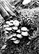 Kuehneromyces mutabilis image