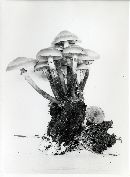 Kuehneromyces mutabilis image