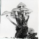 Kuehneromyces mutabilis image