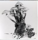 Kuehneromyces mutabilis image