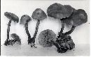 Kuehneromyces mutabilis image