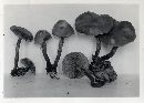 Kuehneromyces mutabilis image