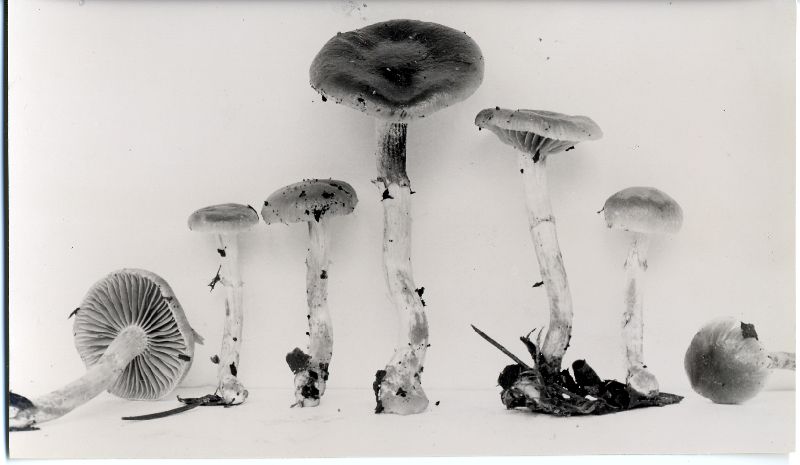 Meottomyces mutans image