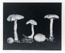Pholiota occidentalis image
